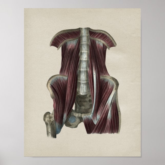 Hip Muscles Human Anatomy Vintage Print (Front)