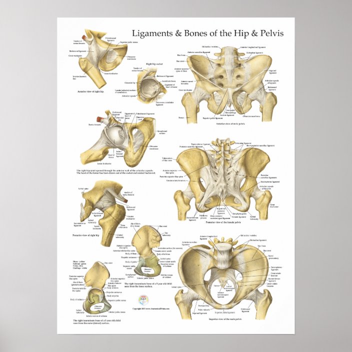 Hip Pelvis Anatomy Ligaments And Bones Poster Zazzleca