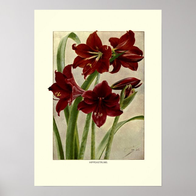 Hippeastrum Poster (Front)