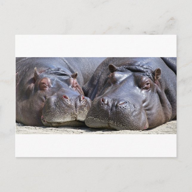 Hippo-78352 Postcard (Front)