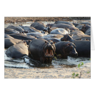 Hippo Card - Blank inside