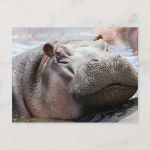 Hippo Head Postcard