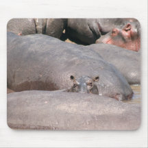 Hippo Looking at You