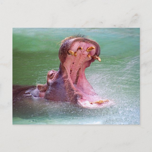 Hippo Mouth Open Postcard (Front)