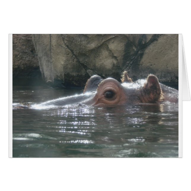 Hippo Peek a Boo (Front Horizontal)