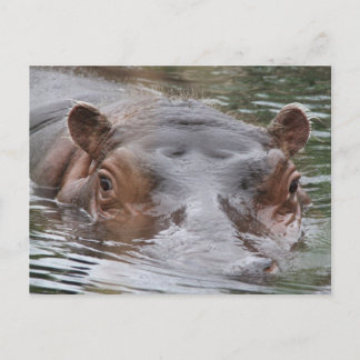 Hippo Postcard
