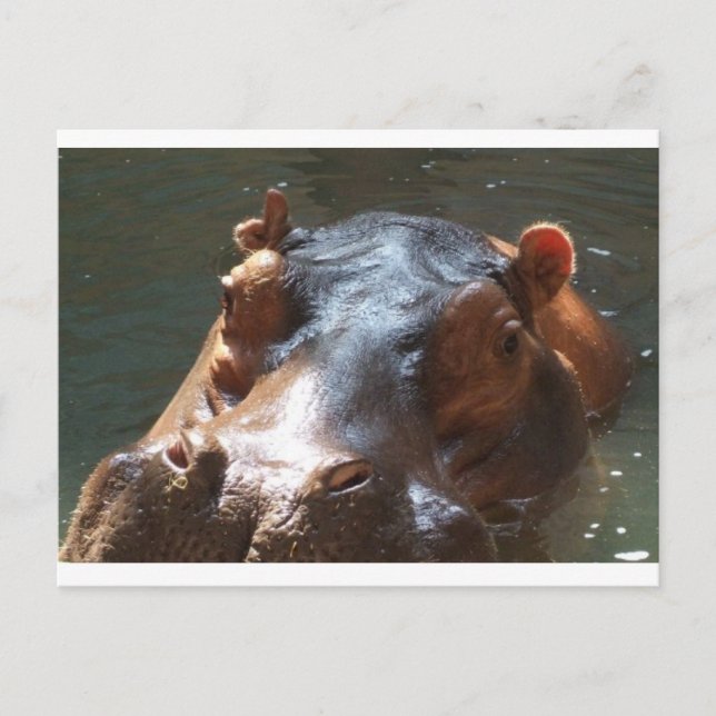 hippo postcard (Front)