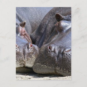 Hippo Postcard
