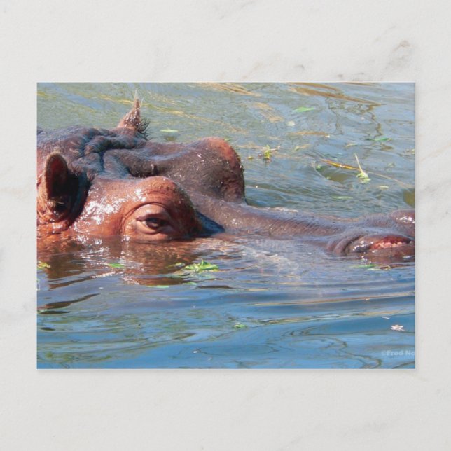 Hippo Postcard (Front)