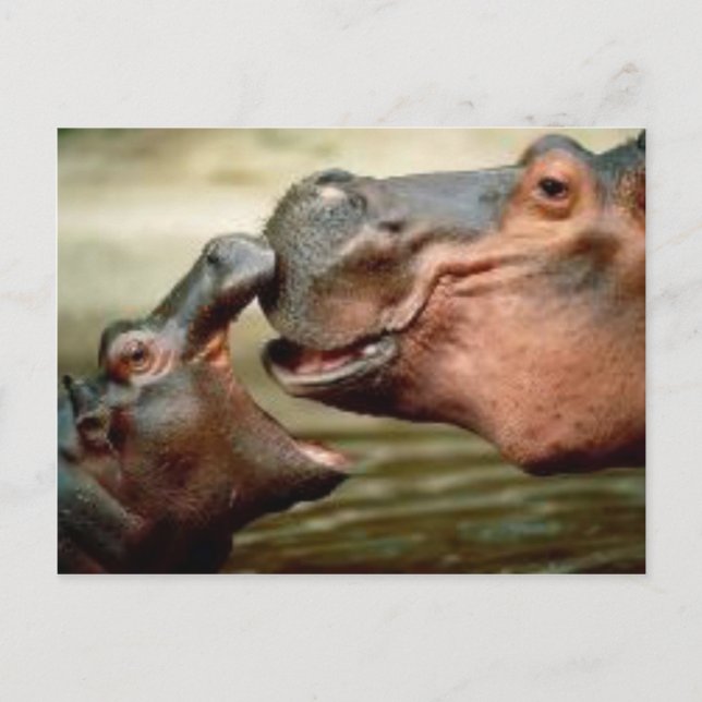 HIPPO POSTCARD (Front)