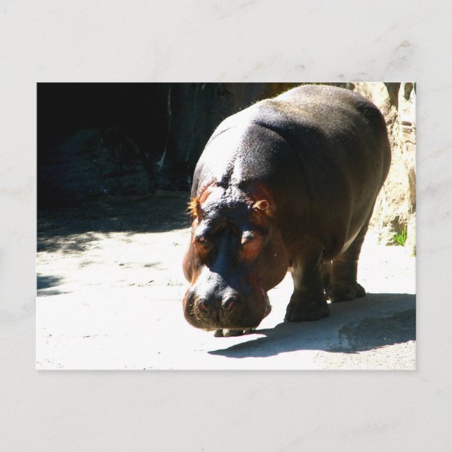 Hippo Postcard (Front)