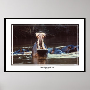 Hippo - Serentgeti Poster