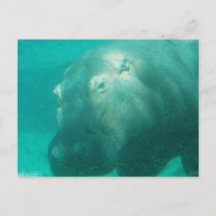 Hippo sous carte postale