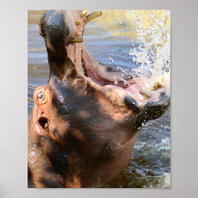 Hippo Splash Poster (Front)
