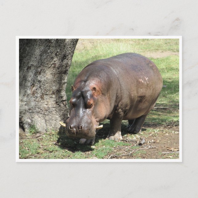hippo stand postcard (Front)