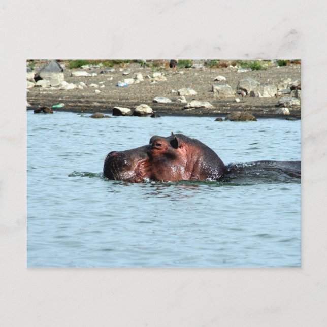 hippo swim postcard (Front)