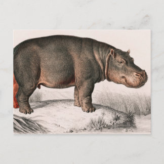 Hippo vintage illustrated postcard