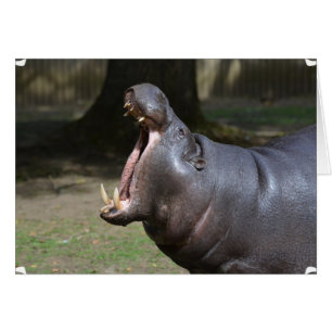 Hippo with His Mouth Open