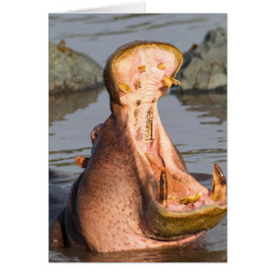 Hippo yawning, Tanzania