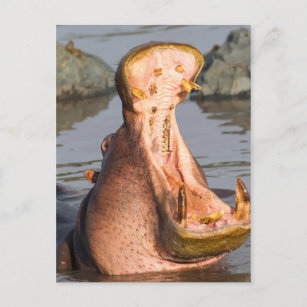 Hippo yawning, Tanzania Postcard