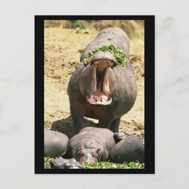 Hippo Yell Postcard (Front)