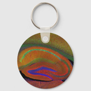 Hippocampal neurons 3 keychain