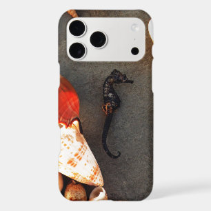 Hippocampe