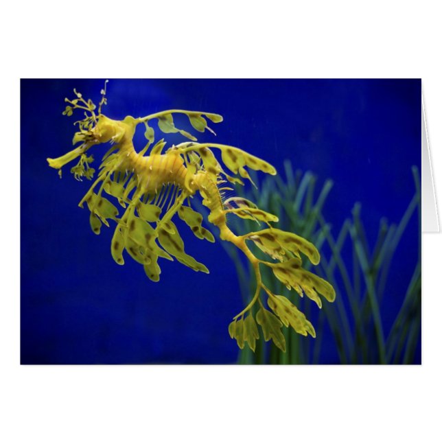 Hippocampe (Devant horizontal)