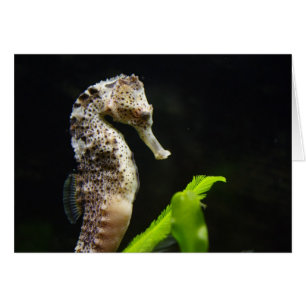 Hippocampus