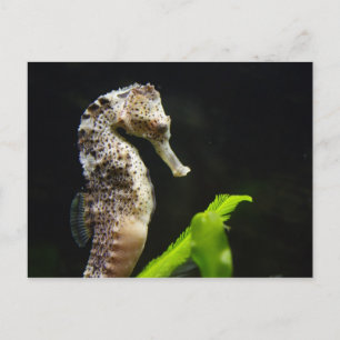 Hippocampus Postcard
