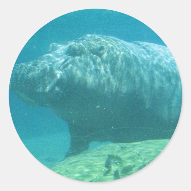 Hippopatumus Habitat Stickers (Front)