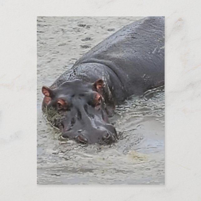 Hippoposterus Postcard (Front)