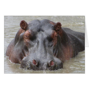 Hippopotame