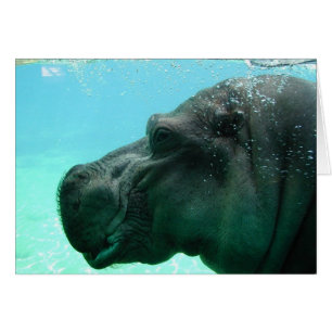 Hippopotame