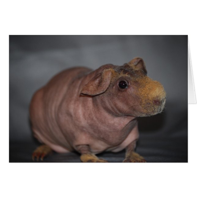 Hippopotame ? Carte (Devant horizontal)