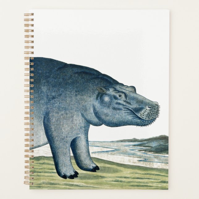 Hippopotame - Hippo - Animal d'Afrique - Hippo mig (Devant)