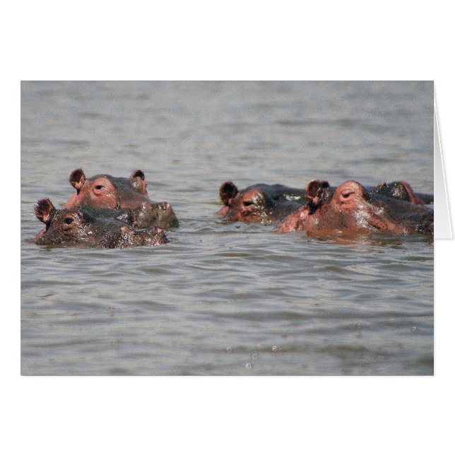 Hippopotames (Devant horizontal)