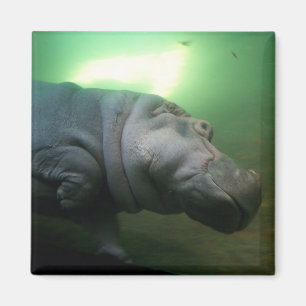 Hippopotamus Abstract Magnet