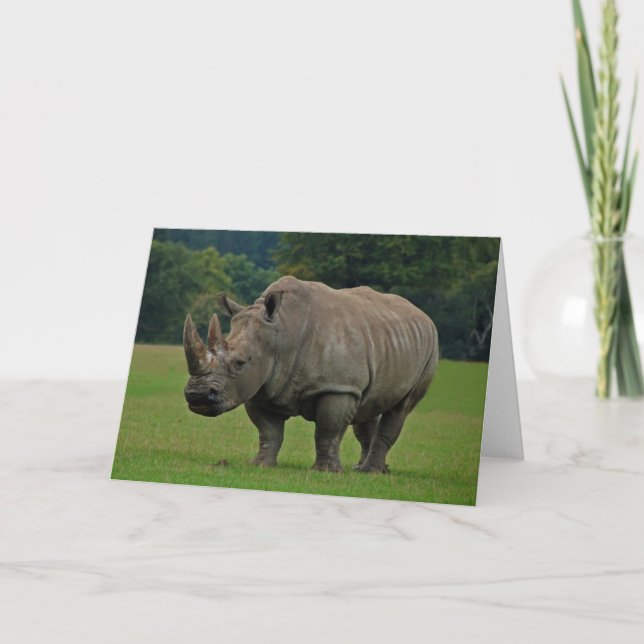 Hippopotamus greeting card (Front)
