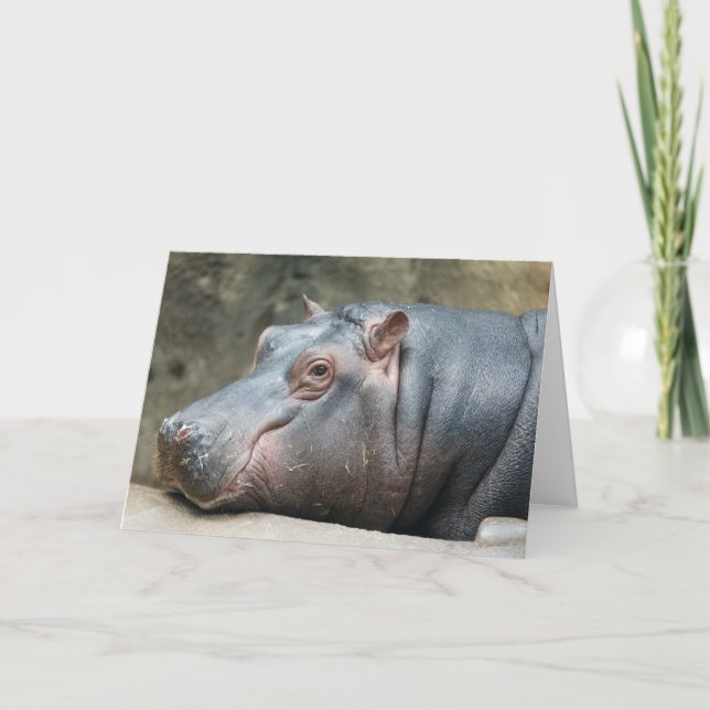 Hippopotamus greeting card (Front)