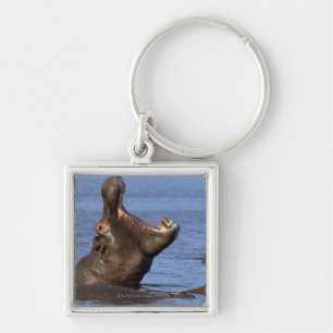 Hippopotamus (Hippopotamus amphibius) in the Keychain