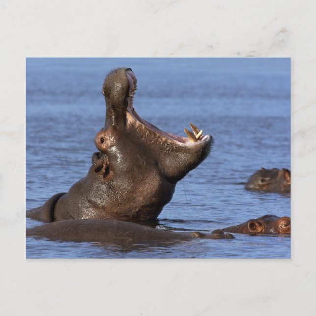 Hippopotamus (Hippopotamus amphibius) in the Postcard (Front)