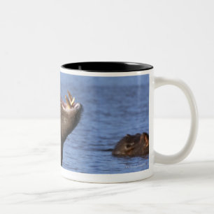Hippopotamus (Hippopotamus amphibius) in the Two-Tone Coffee Mug
