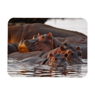 Hippopotamus, Hippopotamus amphibius, Lake Magnet