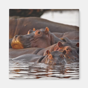 Hippopotamus, Hippopotamus amphibius, Lake Magnet