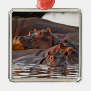 Hippopotamus, Hippopotamus amphibius, Lake Metal Ornament