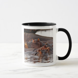 Hippopotamus, Hippopotamus amphibius, Lake Mug