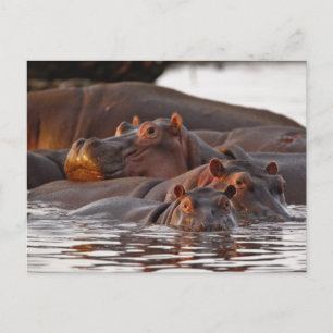 Hippopotamus, Hippopotamus amphibius, Lake Postcard