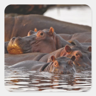 Hippopotamus, Hippopotamus amphibius, Lake Square Sticker