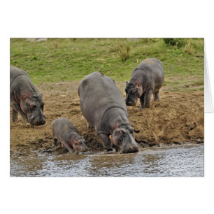 Hippopotamus, Hippopotamus amphibius, Serengeti